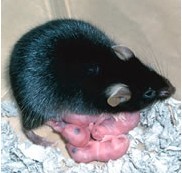 辉夜姬和她的鼠宝宝